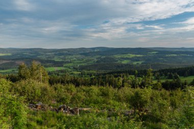 Bahar akşamı Sumava Ulusal Parkı 'nda ağaç kabuğu böceği saldırısından sonra devrilen ağaçlar