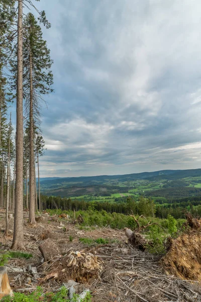 Umgestürzte Bäume Nach Borkenkäferbefall Nationalpark Sumava Frühlingsabend — Stockfoto