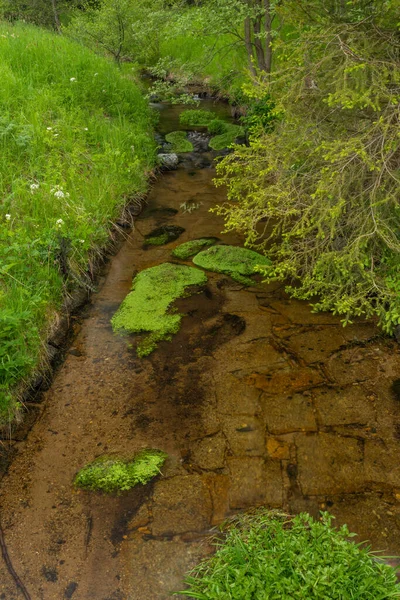 Milikovsky Creek Sumava National Park Spring Color Fresh Morning — Stock Photo, Image