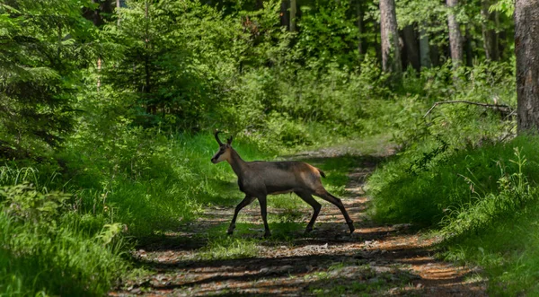 Gämse Mit Geweih Auf Waldweg Südtirols Alpen — Stockfoto