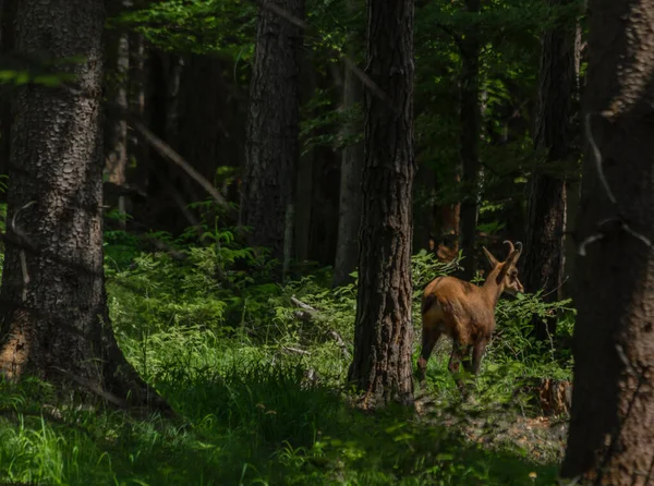 Camosci Con Corna Sul Sentiero Forestale Nel Sud Dell Austria — Foto Stock