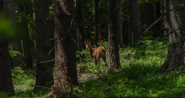 Camosci Con Corna Sul Sentiero Forestale Nel Sud Dell Austria — Foto Stock