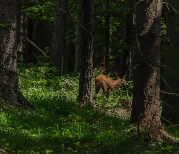 Camosci Con Corna Sul Sentiero Forestale Nel Sud Dell Austria — Foto Stock