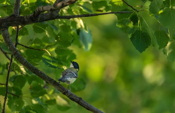 Chickadee Pájaro Color Hoja Árbol Verano Verde Noche —  Fotos de Stock