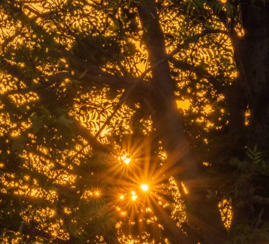 Ağaç silueti, yıldız ışığı ve turuncu sisle gün batımı