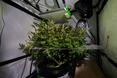 Renkli S.A.G.E. Beyaz scrog ağlı marihuana çiçeği çeşitleri siyah arkaplan