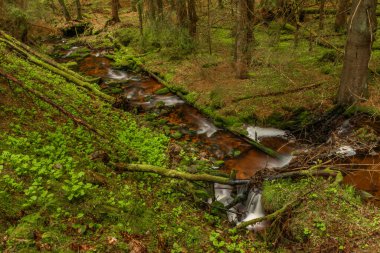 Skrivan renk deresi soğuk yağmurdan sonra bahar sabahı Krusne dağlarında