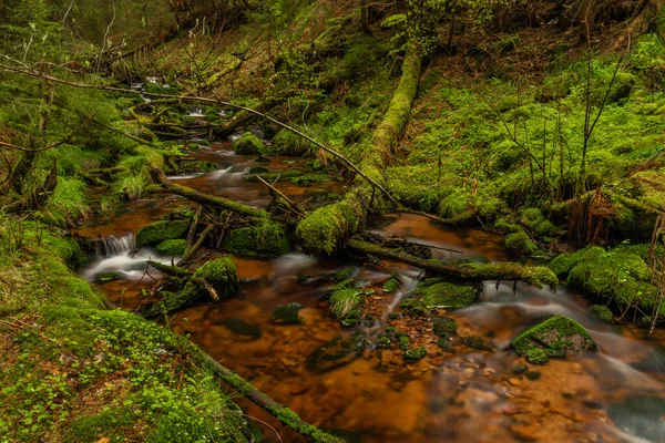 Skrivan Cor Riacho Montanhas Krusne Manhã Primavera Após Chuva Fria — Fotografia de Stock