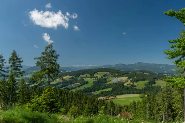 Güney Avusturya 'da inekler için yeşil çayırlar ve çitlerle Niederer Schockl Tepesi' nin yanından geçeceğiz.