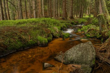Skrivan renk deresi soğuk yağmurdan sonra bahar sabahı Krusne dağlarında