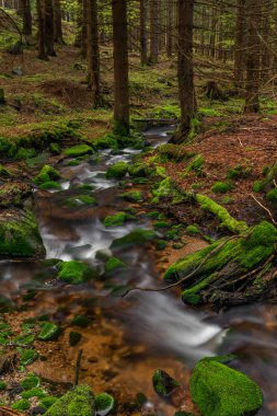 Skrivan renk deresi soğuk yağmurdan sonra bahar sabahı Krusne dağlarında