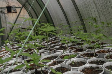 Bahar güneşli bir günde serada küçük taze marihuana çiçekleri