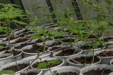 Bahar güneşli bir günde serada küçük taze marihuana çiçekleri