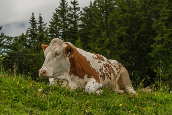 Vaca Vermelha Deitada Grandes Montanhas Austríacas Verde Prado Fresco Verão — Fotografia de Stock