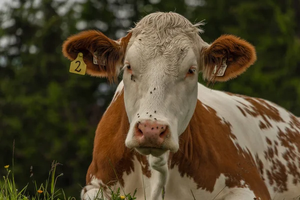 Vaca Roja Acostada Grandes Montañas Austria Verde Prado Fresco Verano — Foto de Stock