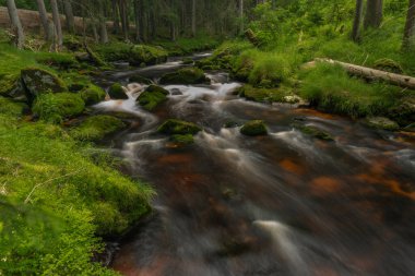 Ulusal Park Sumava 'daki Stozec köyü yakınlarında yaz okulu öğrencisi Vltava Nehri