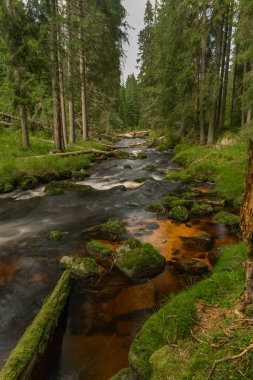 Ulusal Park Sumava 'daki Stozec köyü yakınlarında yaz okulu öğrencisi Vltava Nehri