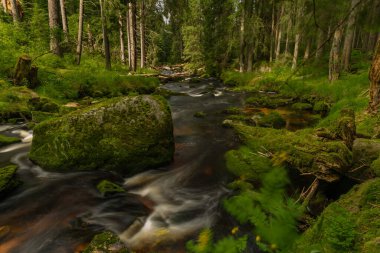 Ulusal Park Sumava 'daki Stozec köyü yakınlarında yaz okulu öğrencisi Vltava Nehri