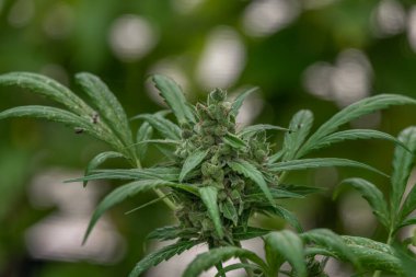 Olgunlaşmış yeşil marihuana çiçeği Yaz günü serada kritik OG çeşitliliği