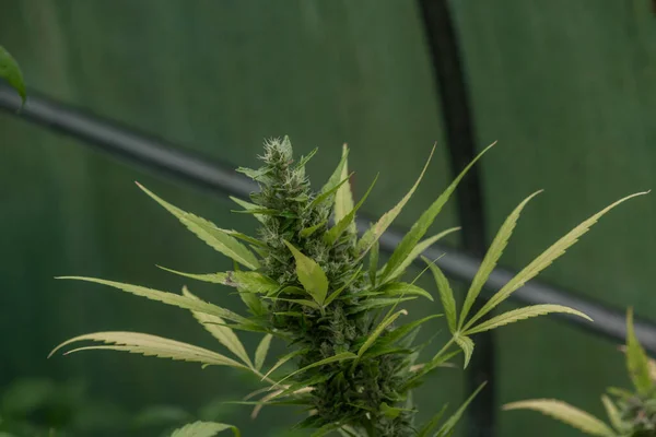 Reife Grüne Marihuana Blüte Kritische Sorte Gewächshaus Sommertag — Stockfoto