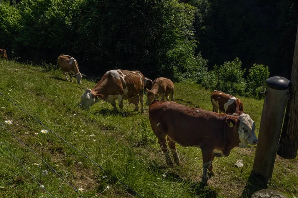 Pueblo Semriach Con Colina Schockl Encima Con Vacas Tierras Pastoreo —  Fotos de Stock