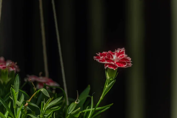 Flor Cor Jardim Pote Verão Ensolarado Dia Agradável — Fotografia de Stock