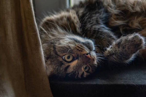 Tekir Kedi Merkezi Isıtma Renkli Saksı Ile Pencere — Stok fotoğraf