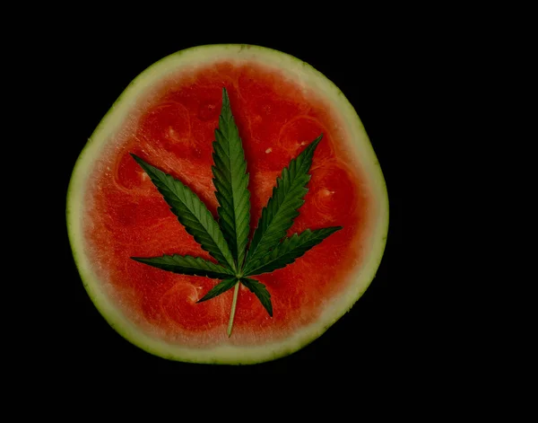 Rote Wassermelone Mit Frischem Dunkelgrünem Blatt Marihuana Blüte — Stockfoto