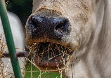 Macarlar kara bulutlu bir günde Doğu Slovakya 'da hayvanat bahçesinde canlı stok yapıyorlar