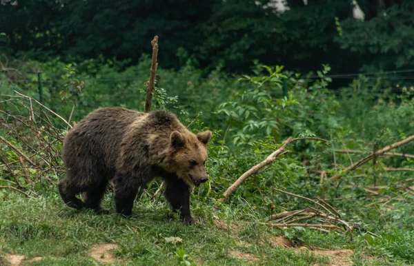 Brown Big Bear Running Green Grass Dark Summer Day — Stock Photo, Image