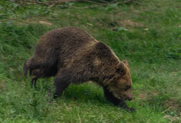 Коричневий Великий Ведмідь Біжить Зеленій Траві Темний Літній День — стокове фото