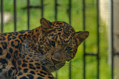 Yazın güneşli bir günde yeşil sarı arka planlı leopar kafası