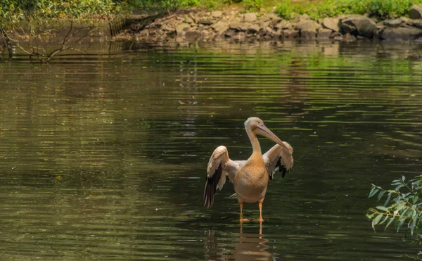 Pelikan Rosa Vogel Schwarzem See Sommer Sonnigen Heißen Tag — Stockfoto