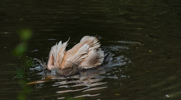 Pelican Uccello Rosa Nel Lago Nero Estate Soleggiata Giornata Calda — Foto Stock