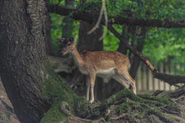 Yaz sıcağında karanlık yamaçlardaki küçük geyikler