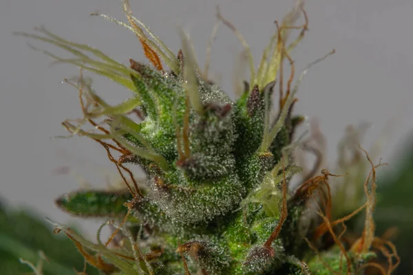 Renkli Beyaz Arka Planlı Kritik Marihuana Çiçeği Çeşitleri — Stok fotoğraf