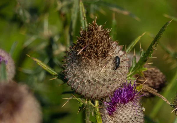 Groene Frisse Achtergrond Met Violette Distel Zomer Zonnige Warme Dag — Stockfoto