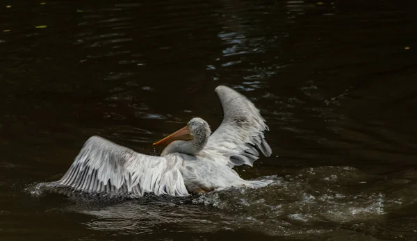 Pelícano Pájaro Rosa Lago Negro Verano Soleado Día Caliente —  Fotos de Stock