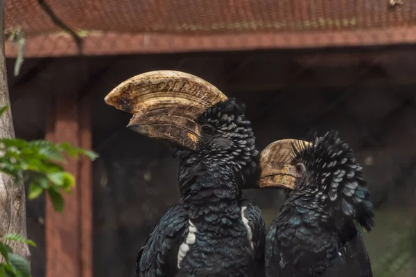 Bycanistes Brevis Oiseau Noir Avec Gros Bec Comme Bois — Photo