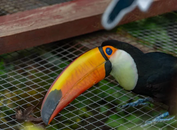 Grande Couleur Toucan Oiseau Été Ensoleillé Journée Chaude Cage Zoo — Photo