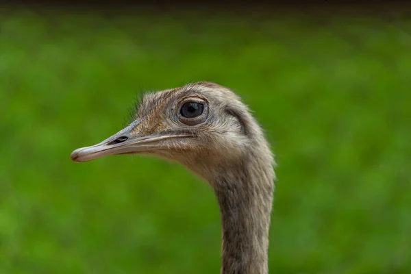 Emu Κεφάλι Πουλιών Πράσινο Φόντο Καλοκαιρινό Χρώμα Φρέσκια Μέρα — Φωτογραφία Αρχείου