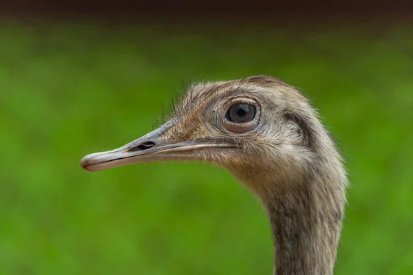Emu Κεφάλι Πουλιών Πράσινο Φόντο Καλοκαιρινό Χρώμα Φρέσκια Μέρα — Φωτογραφία Αρχείου