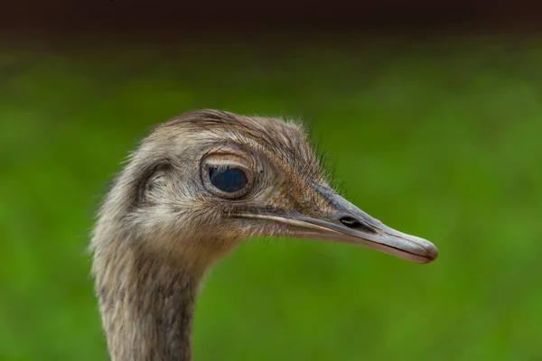 Yaz Mevsiminde Yeşil Arka Planlı Emu Kuş Kafası — Stok fotoğraf