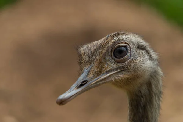 Emu Tête Oiseau Avec Fond Brun Couleur Été Jour Frais — Photo