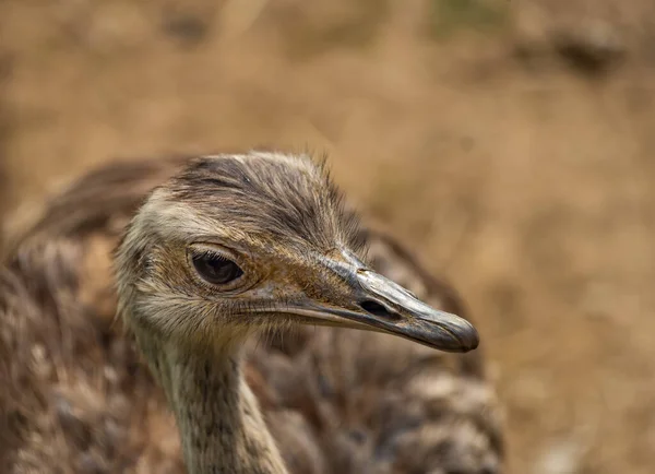 Emu Κεφάλι Πουλιών Καφέ Φόντο Καλοκαιρινό Χρώμα Φρέσκια Μέρα — Φωτογραφία Αρχείου