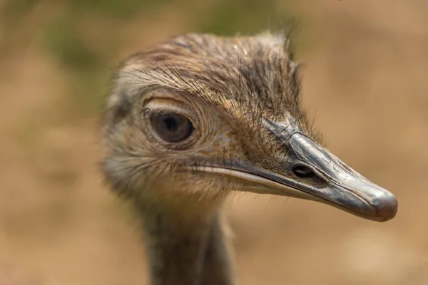 Emu Testa Uccello Con Sfondo Marrone Estate Colore Giorno Fresco — Foto Stock