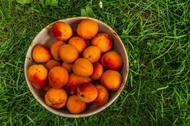 Koyu yeşil çimenlerde kayısılar