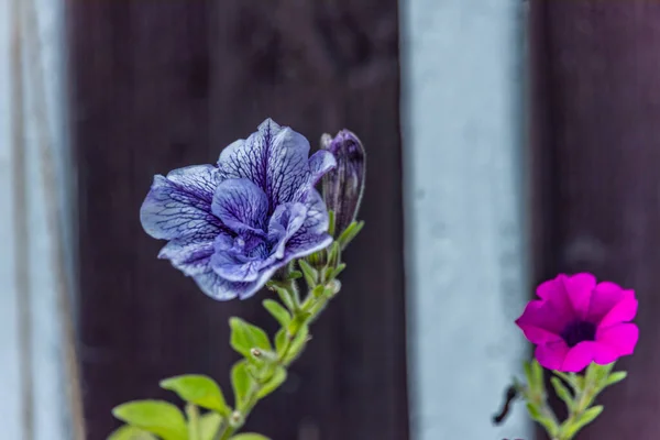Синий Летний Цветок Деревянной Стены Летний Солнечный День — стоковое фото