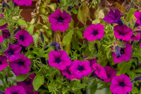 Violeta Flor Verano Cerca Pared Madera Verano Día Soleado —  Fotos de Stock