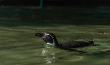 Penguen güneşli yaz gününde su havuzunda